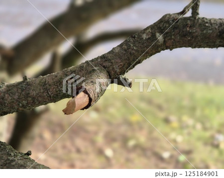 Tree branch close view with blurred background Tree branch close view with blurred background 125184901