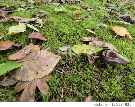Autumn leaves on grass seasonal background 125184923