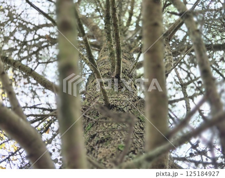 Tree branches in the deep forest background 125184927
