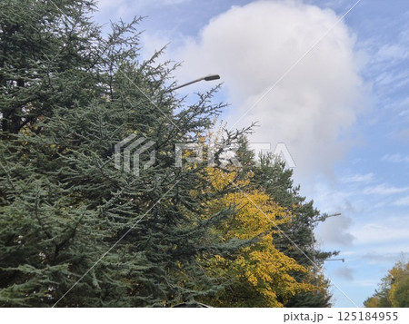 Autumn trees in the park 125184955
