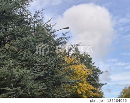 Autumn trees in the park Autumn trees in the park 125184956
