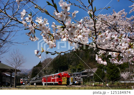 鉄道の苑に咲き誇る"桜" … 春爛漫の『碓氷峠鉄道文化むら』 鉄道の苑に咲き誇る"桜" … 春爛漫の『碓氷峠鉄道文化むら』 125184974