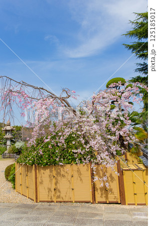 神戸・須磨寺本坊の枝垂れ桜 125185017