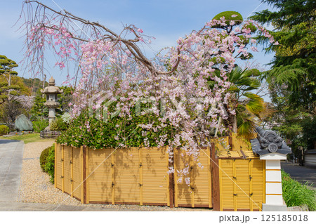 神戸・須磨寺本坊の枝垂れ桜 125185018