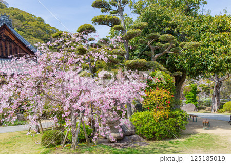 神戸・須磨寺本坊の枝垂れ桜 神戸・須磨寺本坊の枝垂れ桜 125185019