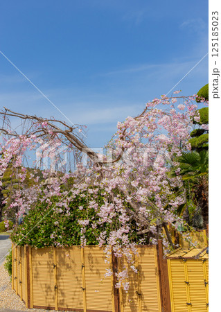 神戸・須磨寺本坊の枝垂れ桜 神戸・須磨寺本坊の枝垂れ桜 125185023