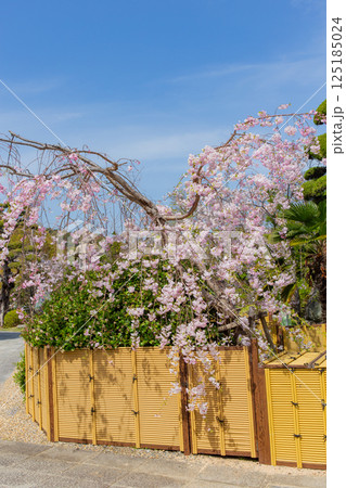 神戸・須磨寺本坊の枝垂れ桜 125185024