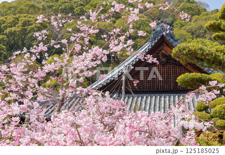 神戸・須磨寺本坊の枝垂れ桜 125185025
