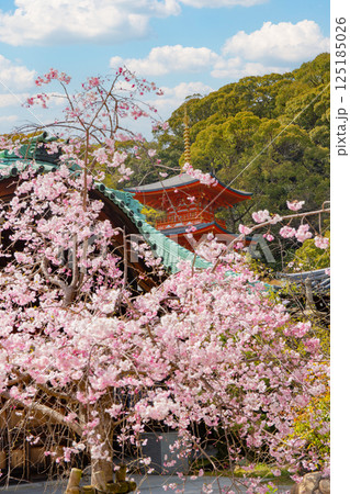 神戸・須磨寺本坊の枝垂れ桜と三重塔 125185026