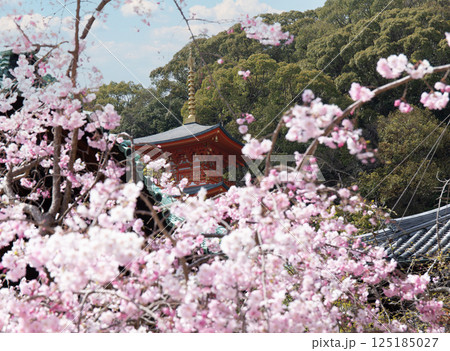 神戸・須磨寺本坊の枝垂れ桜と三重塔 125185027