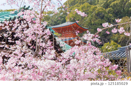 神戸・須磨寺本坊の枝垂れ桜と三重塔 125185029