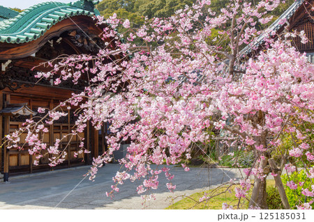 神戸・須磨寺本坊の枝垂れ桜 125185031