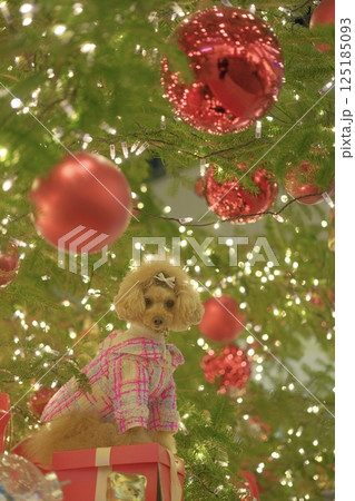 クリスマスイルミを楽しむトイプードル 125185093
