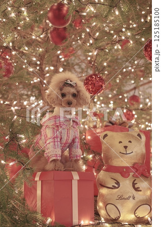 クリスマスイルミを楽しむトイプードル 125185100