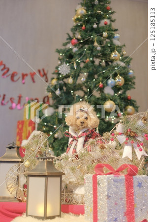 クリスマスを楽しむトイプードル 125185113