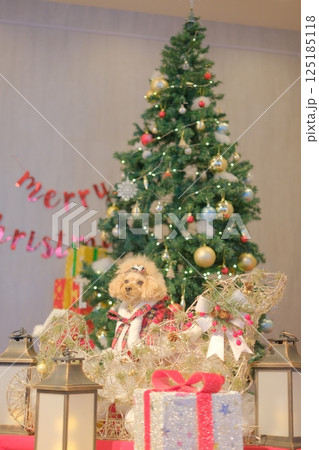 クリスマスを楽しむトイプードル 125185118