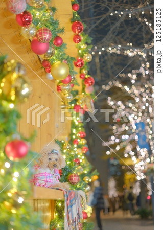 クリスマスを楽しむトイプードル 125185125