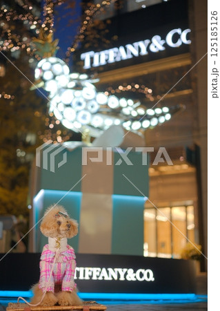 クリスマスを楽しむトイプードル 125185126