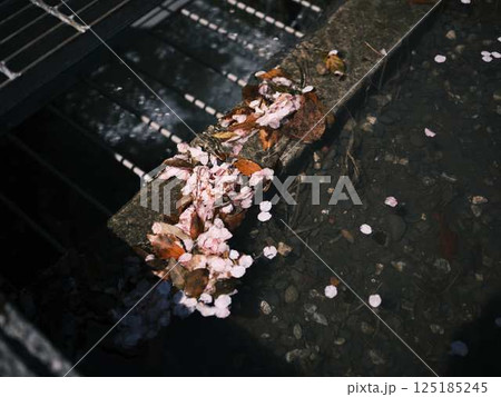 春の訪れを告げる河津桜 125185245