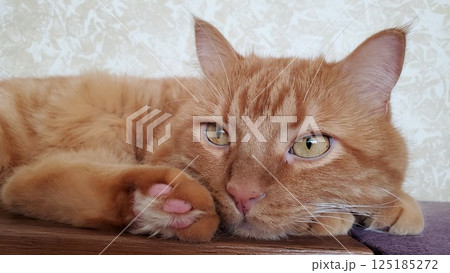Red tabby cat with ginger eyes and cute paw with pink pads and long fur 125185272