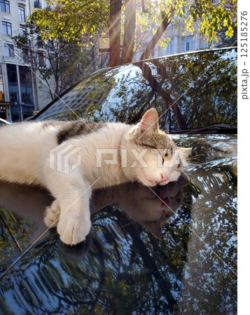 Street cat sleeps atop glossy car bonnet with blurry reflections of fall tree foliage Street cat sleeps atop glossy car bonnet with blurry reflections of fall tree foliage 125185276