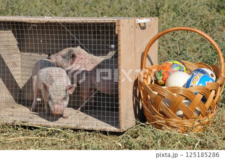 Piglets in cage near woven basket of traditional Easter eggs 125185286