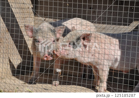 Piglets in cage behind wire mesh 125185287