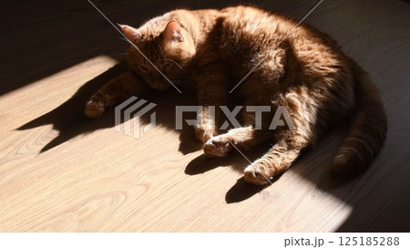 Dark shadow of red cat trying to sleep on wooden floor 125185288