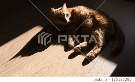 Dark shadow of red cat on floor looking side Dark shadow of red cat on floor looking side 125185290