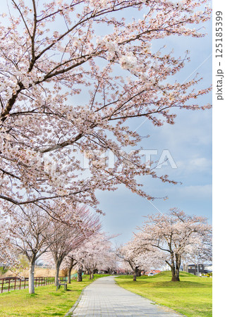「青森県」桜満開のまぶち公園・八戸市 125185399