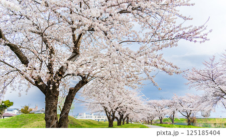 「青森県」桜満開のまぶち公園・八戸市 「青森県」桜満開のまぶち公園・八戸市 125185404