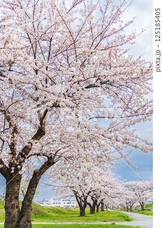 「青森県」桜満開のまぶち公園・八戸市 125185405