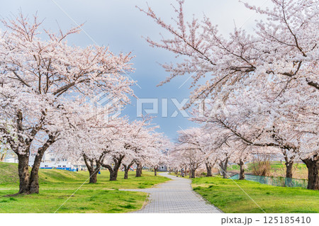 「青森県」桜満開のまぶち公園・八戸市 125185410