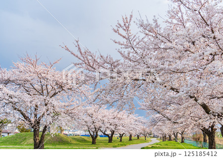 「青森県」桜満開のまぶち公園・八戸市 125185412