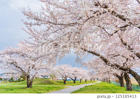 「青森県」桜満開のまぶち公園・八戸市 125185413