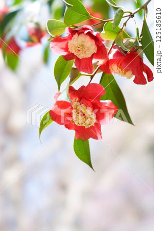 ボクハンツバキ 125185610