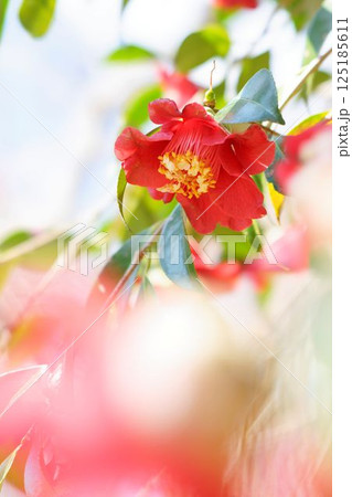 ボクハンツバキ ボクハンツバキ 125185611