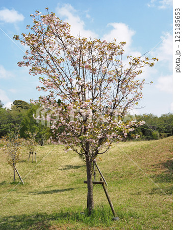 鎌足桜(木更津市) 鎌足桜(木更津市) 125185653