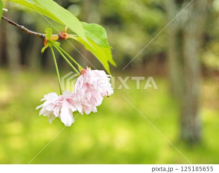 鎌足桜(木更津市) 鎌足桜(木更津市) 125185655