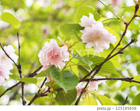 鎌足桜(木更津市) 鎌足桜(木更津市) 125185656
