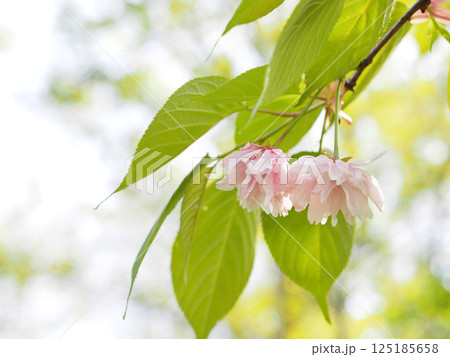 鎌足桜（木更津市） 125185658