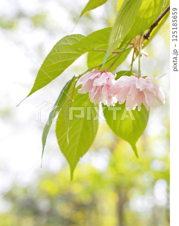 鎌足桜(木更津市) 鎌足桜(木更津市) 125185659
