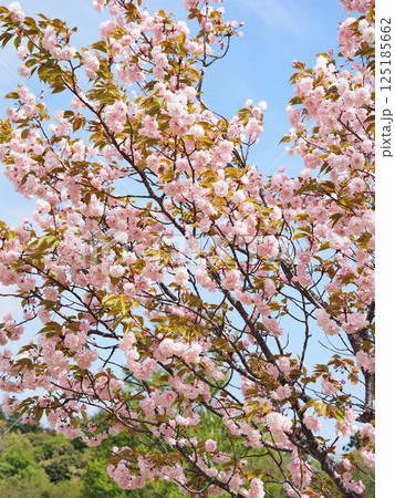 鎌足桜(木更津市) 鎌足桜(木更津市) 125185662
