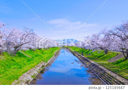 川沿いに咲く桜 125185687