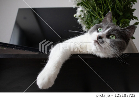 Portrait of the cat with green eyes laying down on the table. Portrait of the cat with green eyes laying down on the table. 125185722