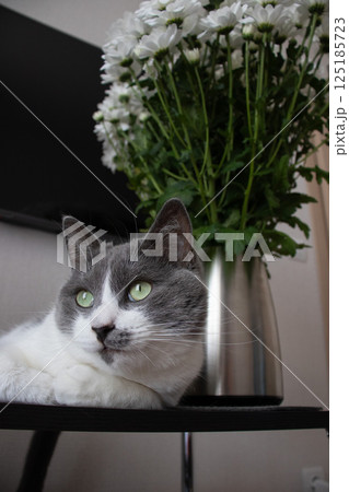 Portrait of the cat with green eyes laying down on the table near vase with flowers. 125185723