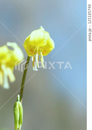 黄色カタクリの花 125185749