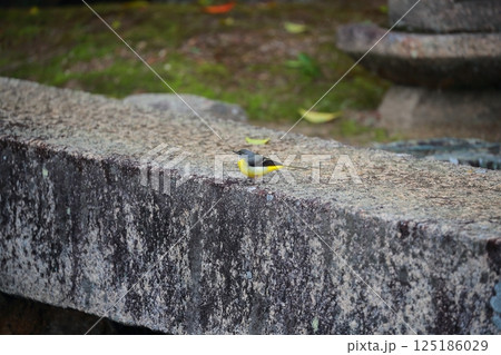 川辺のキセキレイ 125186029