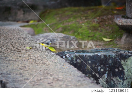 川辺のキセキレイ 川辺のキセキレイ 125186032