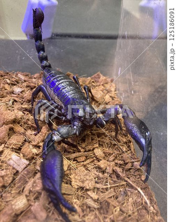 チャグロサソリ 125186091